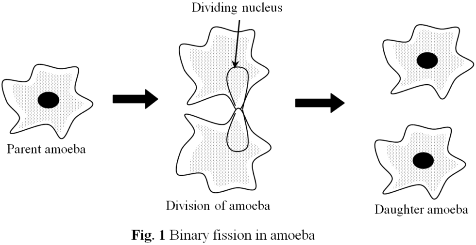 examples of binary fission