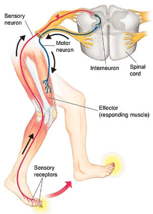 Receptors And Effectors Fun Science