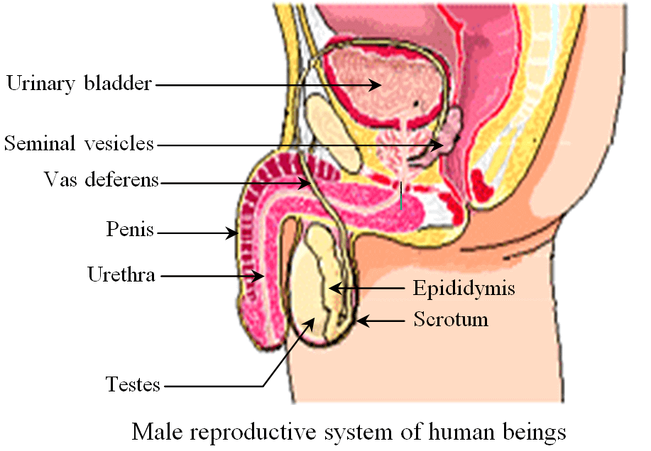 Human Male Reproductive System Fun Science