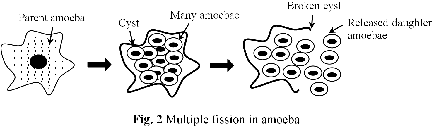 fission example