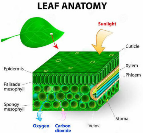 Chloroplasts | Fun Science