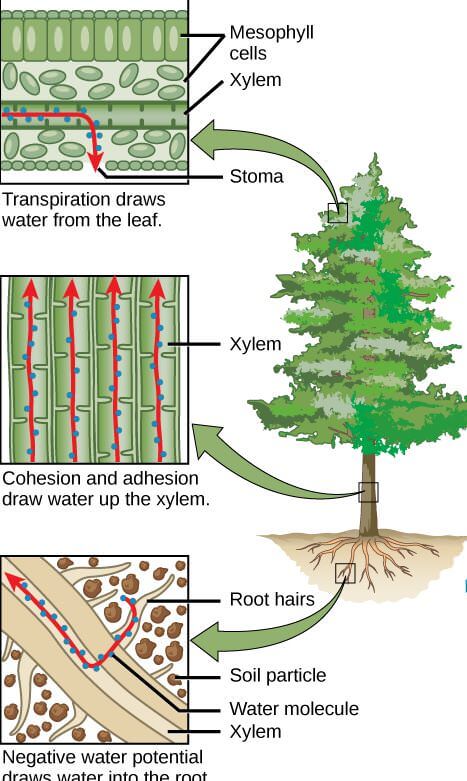 transportation system in plants